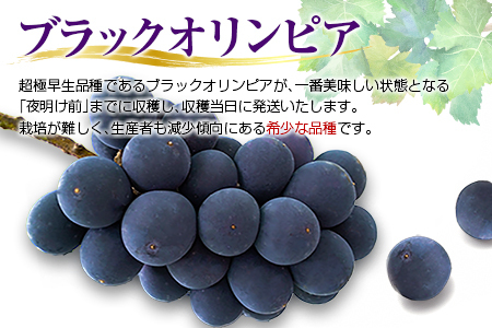 ［ご自宅・ご家庭用］ぶどう 2026年収穫・発送 ナイトハーベスト（夜摘み）種なし『ブラックオリンピア（一番星）』計800g以上 3房 人気 ブドウ フルーツ 果物【B646-26】