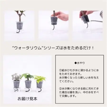 ウォータリウム　ビーカーM　炭植え3個セット【オススメの観葉植物でお届け】【配送不可地域：沖縄県】【1604668】