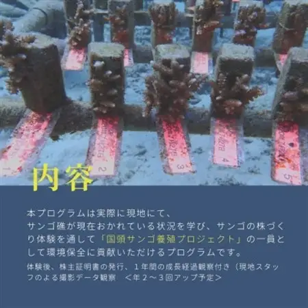 サンゴ株作り体験1名様(サンゴ証明書付き)【1588049】