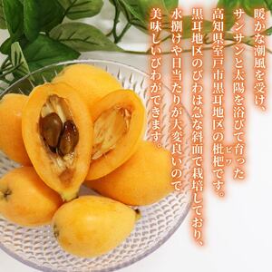 【先行予約】 びわ 12～20玉 【訳あり】 びわ rk036