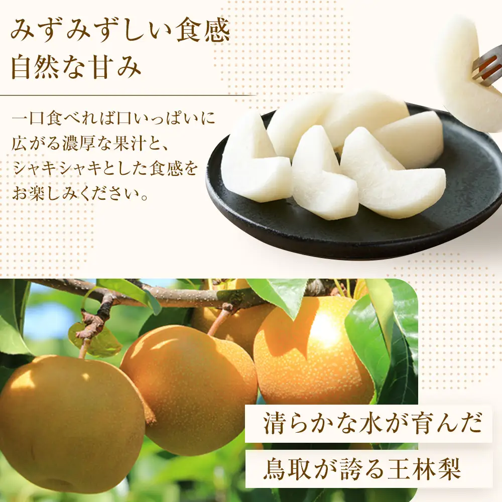 王秋梨 10kg（ＪＡ） ※2026年10月下旬～11月下旬頃に順次発送予定 梨