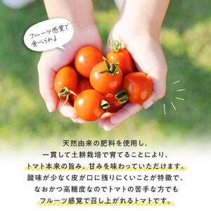 鬼の とまと ※2026年6月上旬～10月下旬頃に順次発送予定 トマト 