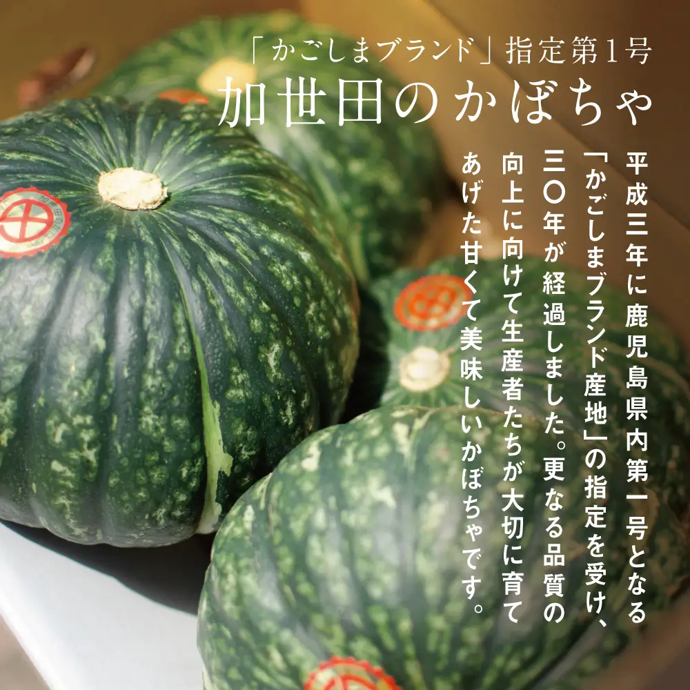 ◆5月～7月出荷◆【かごしまブランド】加世田のかぼちゃ 4個 ［春出荷］ 野菜 カボチャ 常温 鹿児島県産 JA 南さつま市