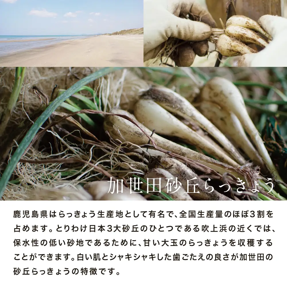 ◆5月中旬発送開始◆【鹿児島県南さつま市産】加世田砂丘らっきょう 約5kg ラッキョウ サラダ 天ぷら かき揚げ 酢味噌 特産品 野菜 旬 期間限定 JA 南さつま市