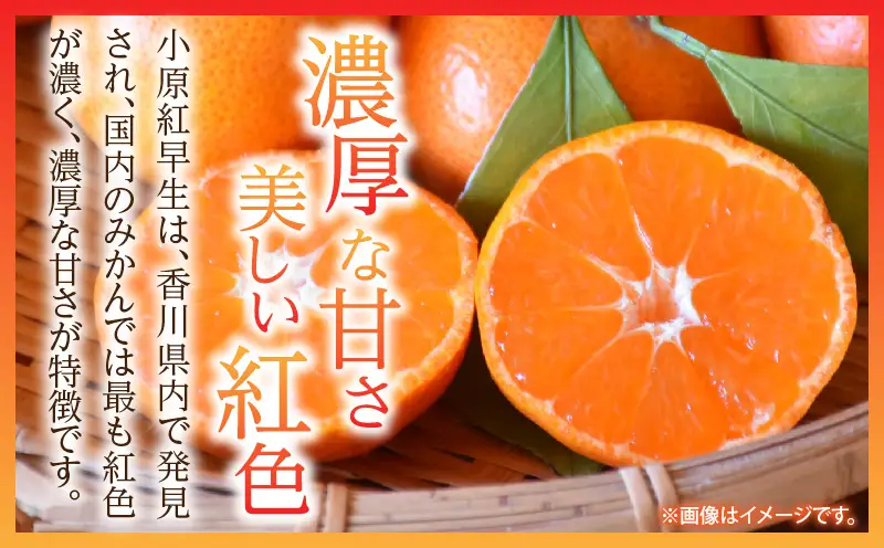 【先行予約】越冬小原紅早生みかん　3kg【香川県共通返礼品】|みかん フルーツ 果物 果実 小原紅早生 デザート 贈答 贈り物 柑橘 柑橘系 グルメ 人気 おすすめ 旬 旬のみかん 季節 季節のみかん 柑橘果物 果汁 香川県 三木町 送料無料|_mk025-001