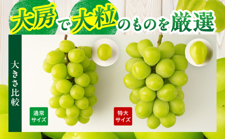 【先行受付】特大シャインマスカット1房 約750g |マスカット ぶどう ブドウ 葡萄 果物 フルーツ 人気 香川 香川県 三木町 特大 大房 大粒 厳選 種なし 皮ごと食べられる ジューシー 糖度が高い 先行受付 先行予約 季節限定 旬 おすすめ |_mk006-018