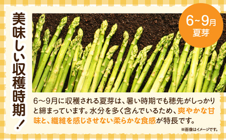 【先行受付】ご家庭用アスパラガス「さぬきのめざめ」(セミロング)夏芽 サイズ混合 約1kg | 野菜 アスパラ アスパラガス さぬきのめざめ 家庭用 夏 冷蔵 新鮮 香川県 三木町 セミロング おすすめ |_mk006-024