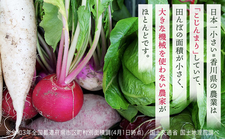 プチマルシェお野菜ボックス(Ｍ)　季節の野菜８～９種類　≪IDOMALL　セレクト≫|野菜 新鮮 冷蔵 旬 香川県 野菜ボックス 季節の野菜 青果物 季節 マルシェ 冷蔵 おすすめ|_mk048-004