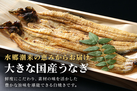 増田川魚店のうなぎ白焼＜大2本＞ うなぎ 白焼き 愛知県三河産 国産 ウナギ 鰻 炭火焼き しらやき ふっくら仕上げ 新鮮 活き締め 贈答用 ギフト 冷蔵配送 茨城県 潮来市 (A07-004)