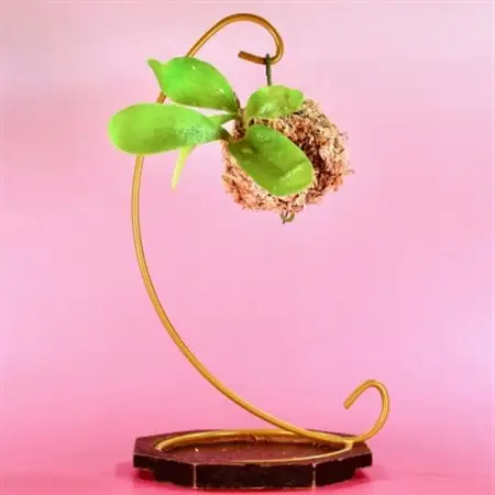 苔玉　ビカクシダ_花・観葉植物 観葉植物・苗木  _【1605626】