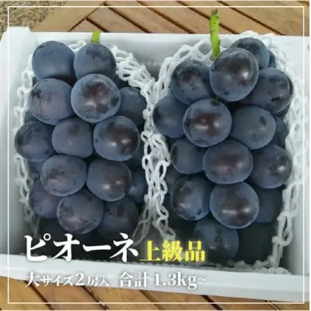 【上級品】ピオーネ 大2房入/計1.3kg～(岡山県産) 果樹園の人気葡萄! 贈答にもおすすめです【配送不可地域：離島】【1604053】