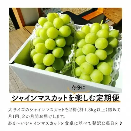 【発送月固定定期便】シャインマスカット(大2房)の満足便!2便計2.6kg～(岡山県産)全2回【配送不可地域：離島】【4065361】