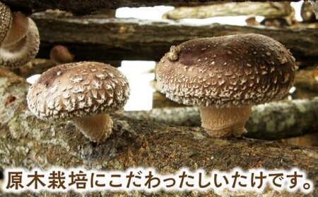 原木 しいたけ 三昧セット 白川町 / 清水しいたけ園[AWAY001]
