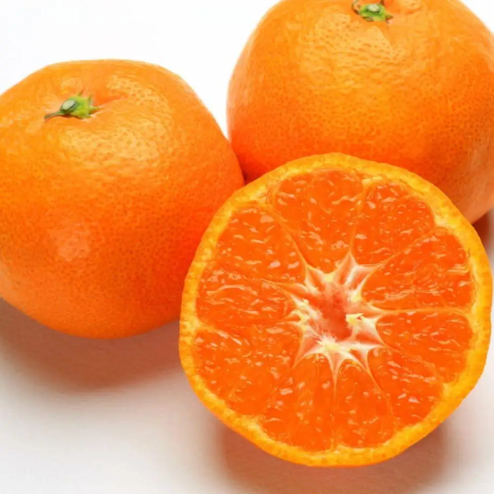 ［濃厚・まろやか］有田産樹上越冬完熟みかん約5kg（ご家庭用）★2027年1月下旬頃より順次発送