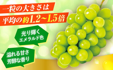 【先行予約・26年8月以降発送】シャインマスカット 1箱(600g～700g)×2房  ブドウ 葡萄 フルーツ 果物  シャインマスカット 【配送不可地域：北海道・沖縄・離島】[AREW005]