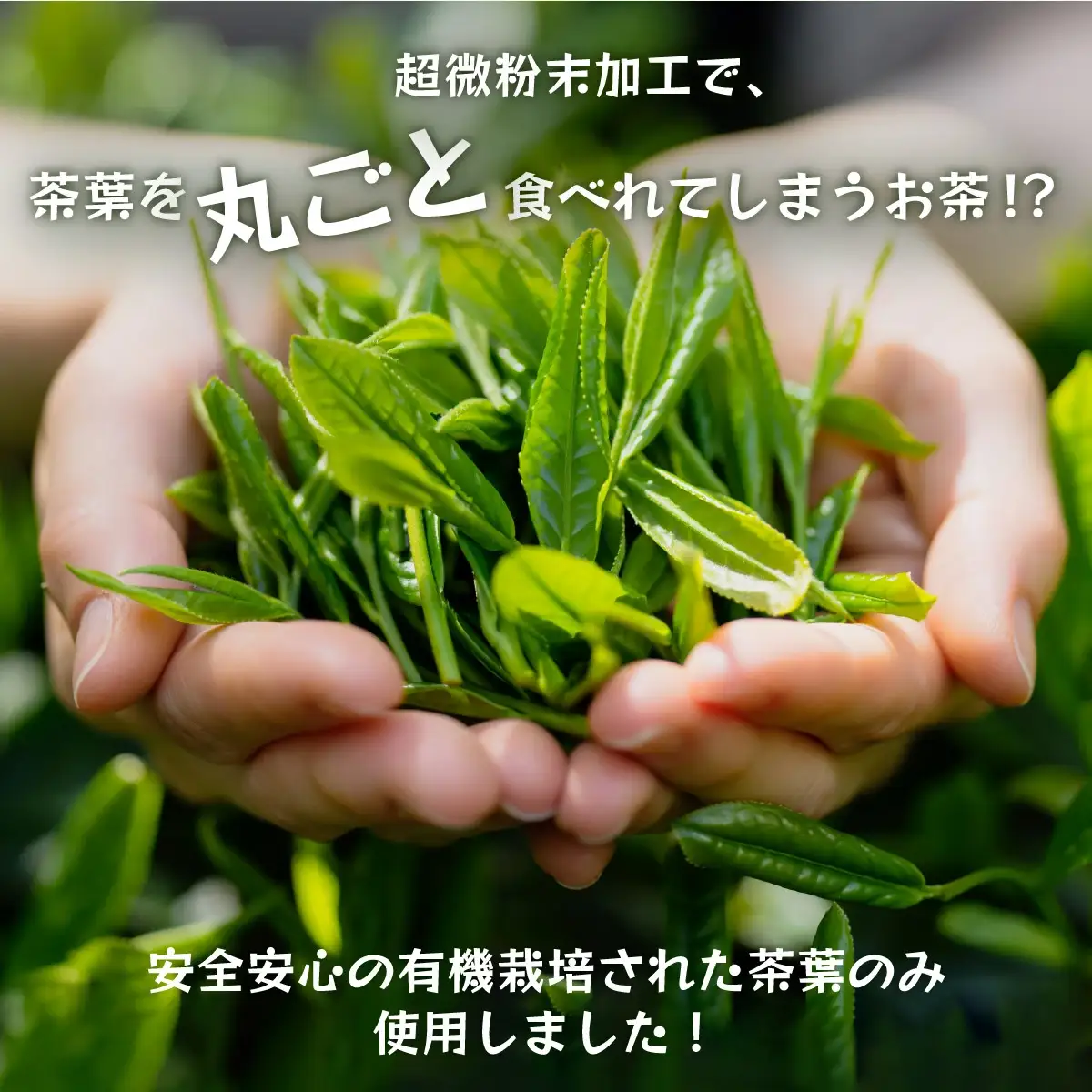 超微粉！有機緑茶と抹茶の２種セット　45P5003