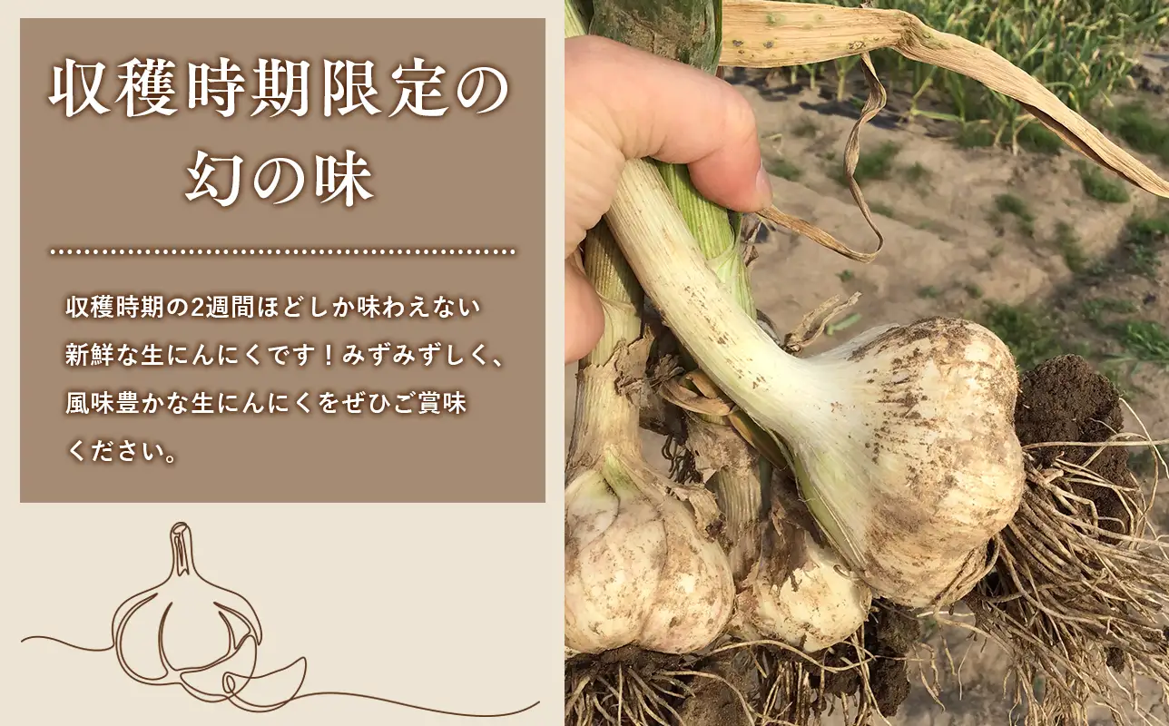 【レビューキャンペーン】6月下旬~7月下旬発送  土付き生にんにく 約1kg 青森県平川市産[hi-0028-010]