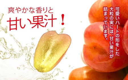 平山ぶどう園のマイハート（種なし）600g × 1房 /  / ぶどう ブドウ 葡萄 種なし たねなし フルーツ 果物 令和8年発送 HRB002