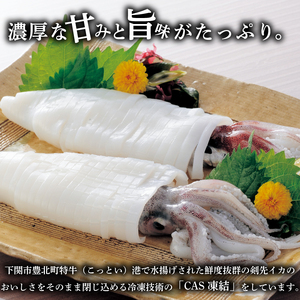 イカ 剣先イカ 約 700g ~ 800g  冷凍 いか 3杯 イカお刺身用  生食可能 ケンサキイカ おいしいイカ 剣先いか イカ 山口県産 ご飯 蟹屋 KNY-KE01-sp 下関 山口