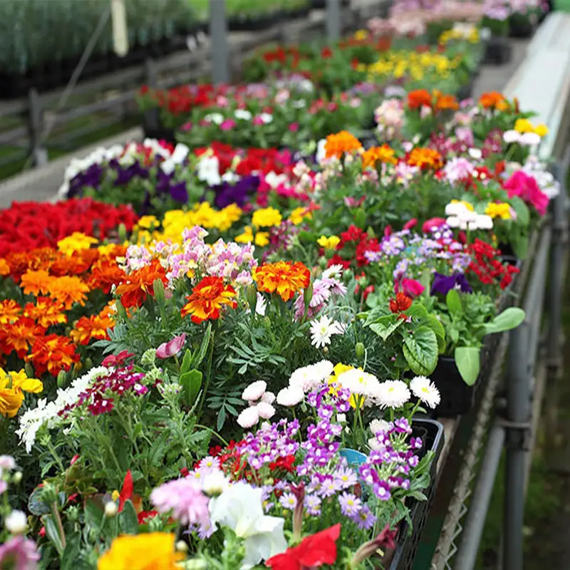 季節の花苗24セット【花苗 花苗セット 花 季節の花 花セット ガーデニング 家庭菜園 園芸 初夏 夏 花壇 庭 鉢 玄関 プランター 寄せ植え おうち時間 趣味 ベランダ 土っ子倶楽部 プレゼント ギフト 】【価格改定】