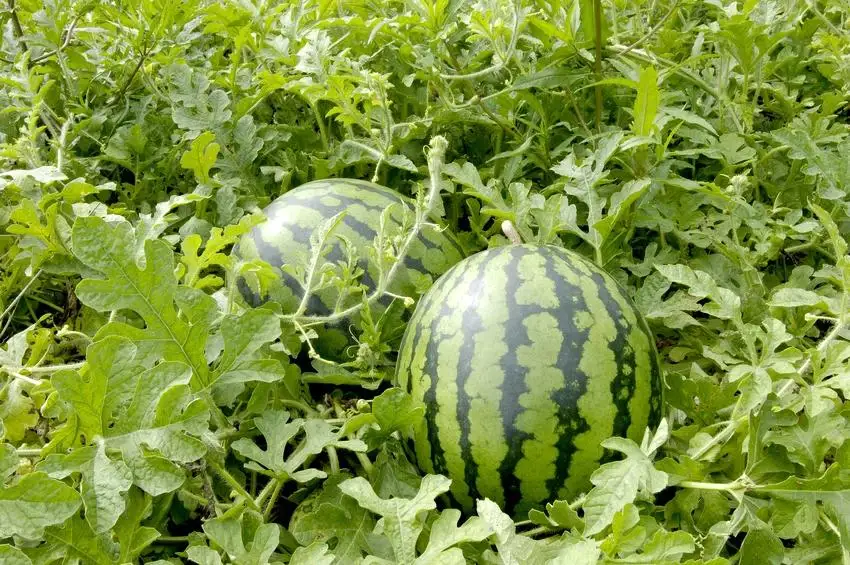 【先行予約】大栄西瓜 L 2玉 すいか ※2026年6月中旬～7月中旬頃に順次発送予定 スイカ