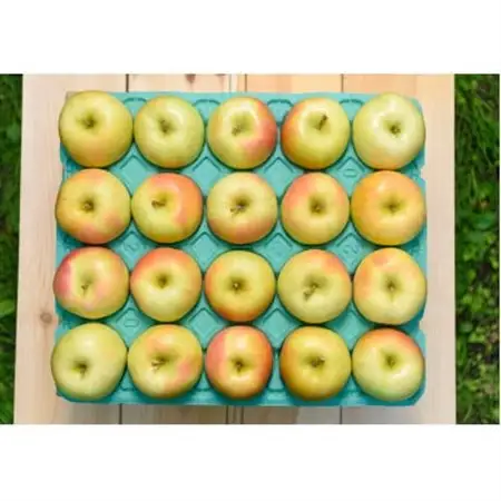 【2026年11月より順次発送】平均糖度13度以上! トキ 約10kg 訳あり_果物・フルーツ りんご  リンゴ 林檎_【配送不可地域：沖縄県】【1608006】