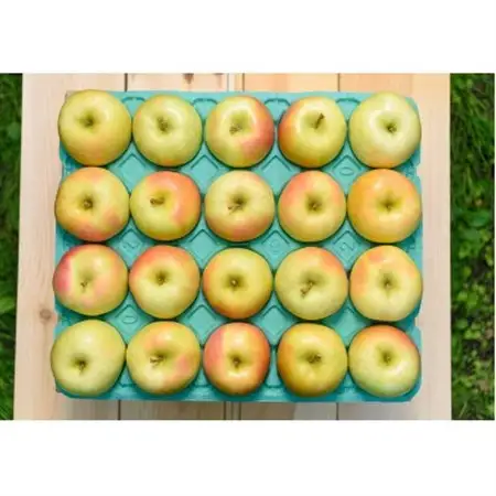 【2026年12月より順次発送】平均糖度13度以上! トキ 約10kg おもてなし用_果物・フルーツ りんご  リンゴ 林檎_【配送不可地域：沖縄県】【1608045】