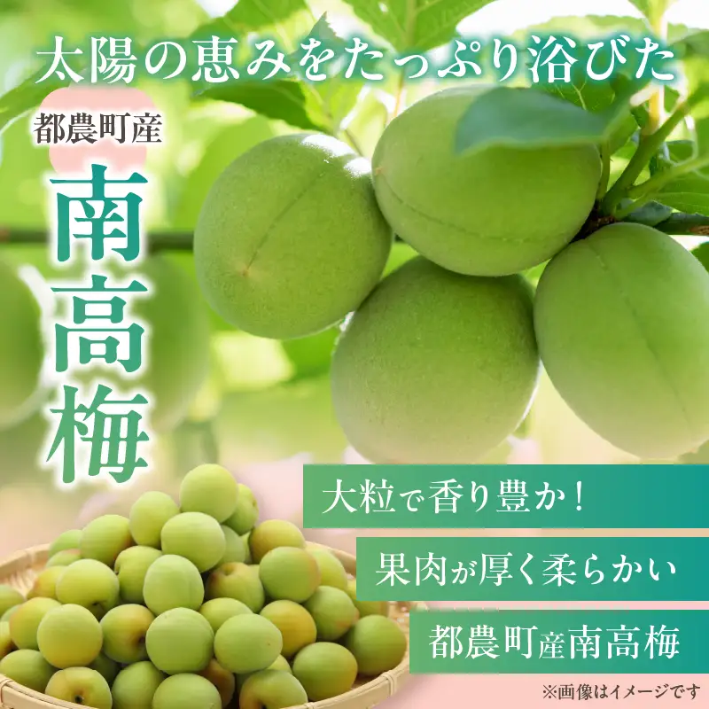 先行予約≪期間限定≫都農町産「南高梅(Mサイズ)」計5kg 梅 梅干し 果物 国産_T008-011
