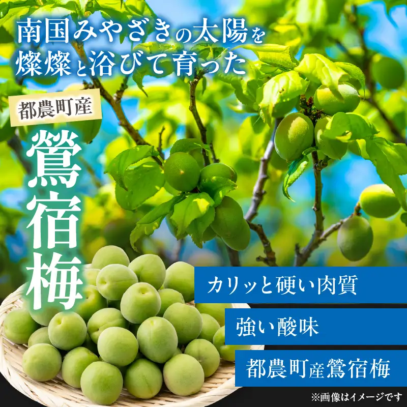 先行予約≪期間限定≫都農町産「鶯宿梅(Lサイズ)」計5kg 梅 梅干し 果物 国産_T008-014