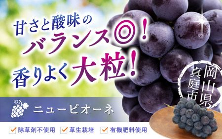 【2026年先行予約】ぶどう 岡山 花笑み農園『ニューピオーネ』約2kg（3～4房） 2026年9月上旬～ 受付順に発送予定 【hana006-03】