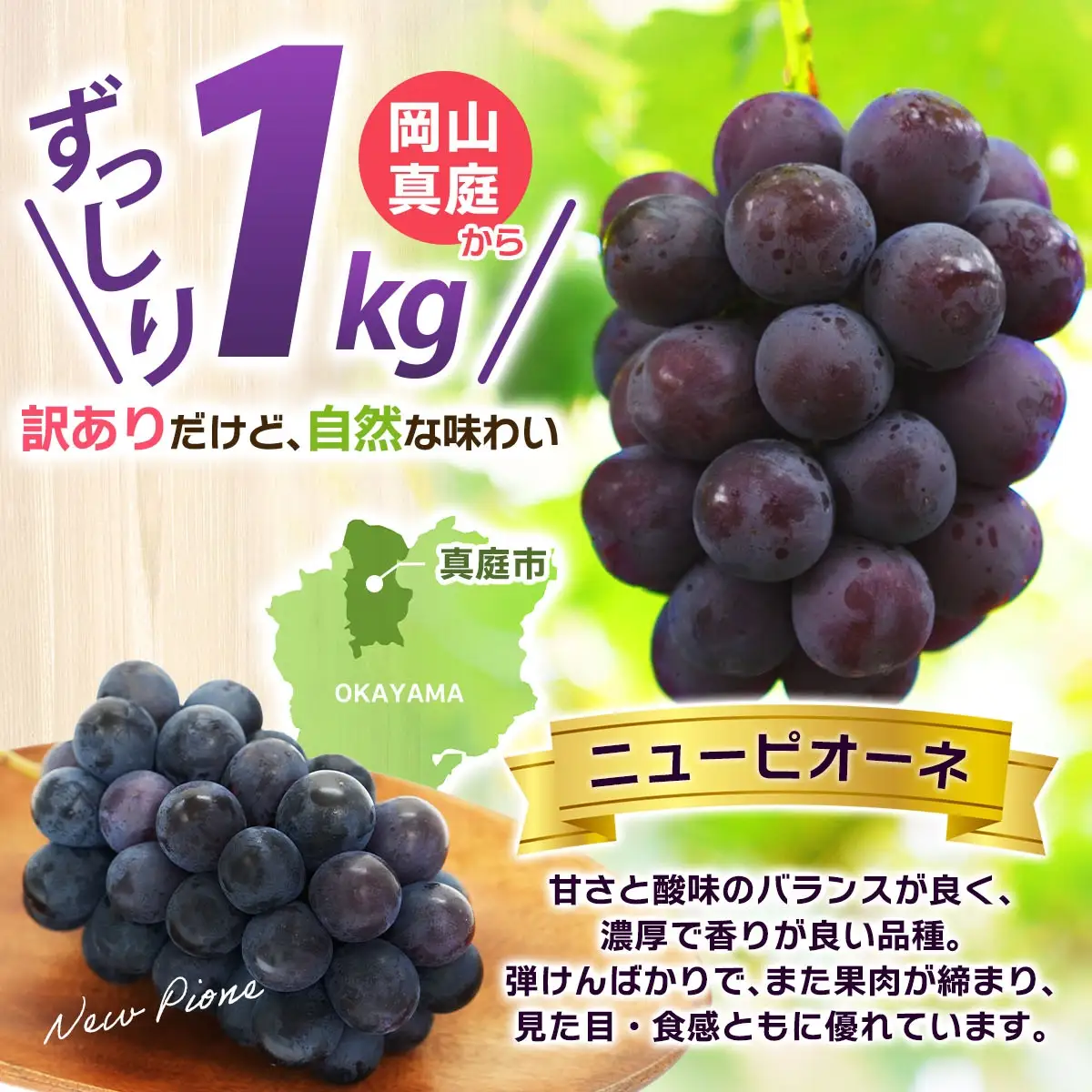 訳あり ニューピオーネ 1kg 花笑み農園 ぶどう ピオーネ 9月上旬から順次出荷 【hana033-02】