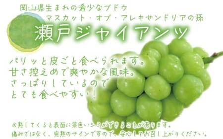 【2026年先行予約】岡山　花笑み農園の『瀬戸ジャイアンツ』１ｋg（２房） 【hana040-02】