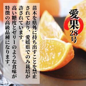 愛果28号 (紅まどんな と同品種) 約1.5kg 秀～優品 【2026年12月頃から順次発送】 | 蜜柑 柑橘 果物 くだもの フルーツ お取り寄せ グルメ 期間限定 数量限定 人気 おすすめ 愛媛県 松山市 【PT039】