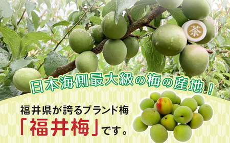 【先行予約】【福井特産】福井梅（福太夫）青梅 3kg（L～2L サイズ）【2026年6月以降順次発送】梅 福井梅 生梅 青梅 完熟梅 梅干し 梅酒 梅干 梅シロップ 梅ジャム 梅ジュース 果物 梅肉 ウメ うめ  [m74-a001]