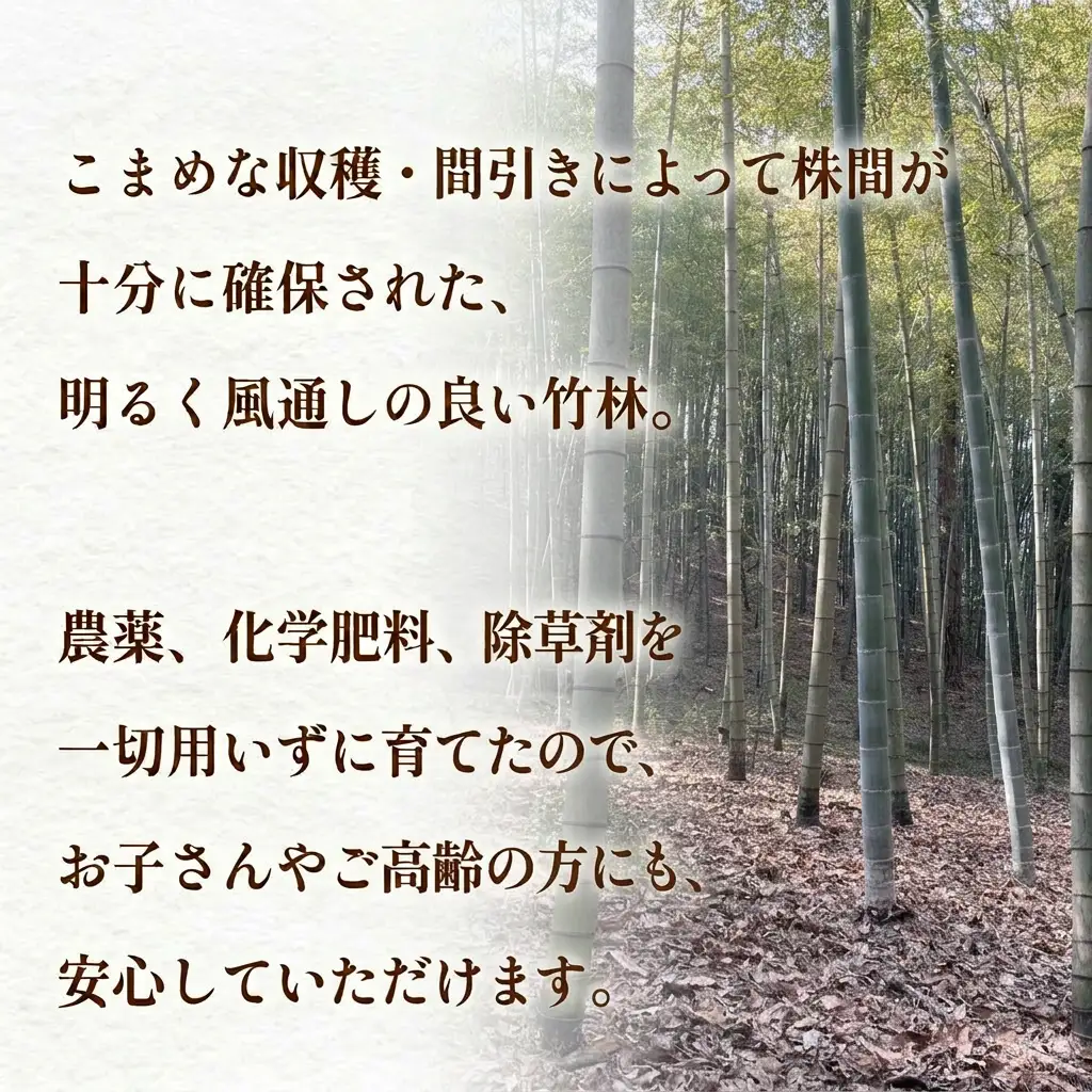  天然タケノコ 2kg 朝掘り 採れたて筍発送 富山県産 ＜農薬・化学肥料・除草剤不使用＞