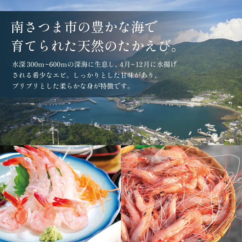 【数量限定】鹿児島県産 天然たかえび（生食用） 約1kg ［Mサイズ］ 薩摩甘エビ ヒゲナガエビ 刺身 海鮮 海老 海鮮丼 塩焼き 冷凍 丸航丸 南さつま市 野間池