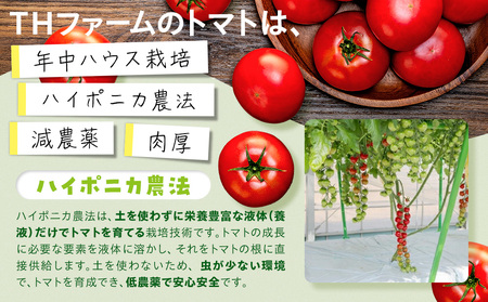 樹になるトマト 海陽のトマト ミニトマト アイコ ピンキー トレモロ THファーム ハイボニカ農法 減農薬 高糖度 リコピン トマト ふるさと納税トマト ふるさと納税ミニトマト 愛知県 南知多町