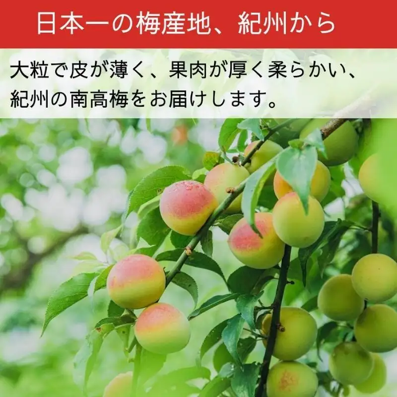 ［先行予約］樹上南高梅の青梅 2L 約2kg 追熟用 梅ボーイズ 紀州南高梅 5月下旬～6月下旬頃に順次発送予定 A-093a【umehkr016A】