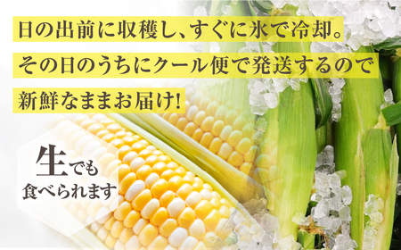 【先行予約】寺田さんちのとうもろこし バイカラー 10本～12本 約4kg とうもろこし