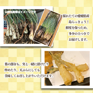 【2026年4月上旬頃から順次発送】島らっきょう 2kg |期間限定 らっきょう ラッキョウ 辣韭 らっきょう酢 炒め物 天ぷら 国産 愛媛県産 愛媛県 松山市 松山市ふるさと納税返礼品【MSD007】