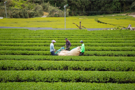 そのぎ茶 緑茶 そのぎ茶《茶縁》「つゆひかり」100g 2袋入 [東坂こくまる商店 長崎県 東彼杵町 hs42bag700001]