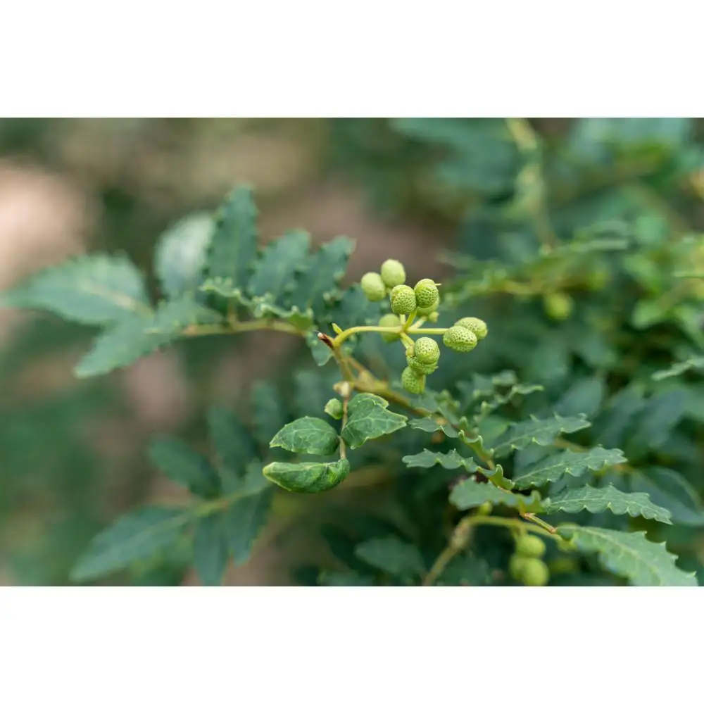 山椒の粉 4袋 セット