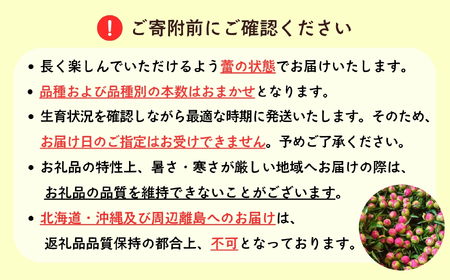 【先行予約】芍薬 切花 おまかせ2〜3品種 6〜8本セット《出荷時期：2026年5月中旬頃〜》太田農園  (Cb-001)