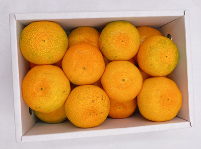 ハウスみかん 秀品 1.0kg 化粧箱 みかん 【7月下旬から順次発送予定】 人気 数量限定 柑橘 愛媛 伊予市｜B426