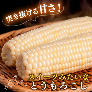 【2026年先行予約 / 数量限定 とうもろこし】フルーツコーン ホワイト 約10本～12本 とうもろこし