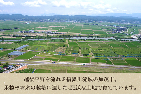 【令和8年産新米先行予約】新潟県加茂市産コシヒカリ 精米10kg（5kg×2袋）《10月上旬～順次出荷》