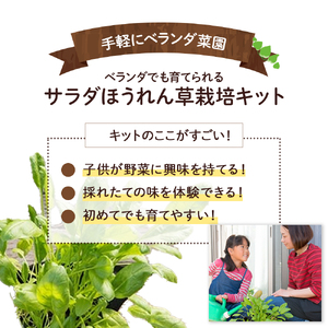ベランダでも育てられるサラダほうれん草栽培キット　Fis-A06 趣味 ガーデニング 家庭菜園 園芸 ベランダ菜園 プランター 種 種子 プロ仕様の肥料 培養土 サラダに 苗 植物 家庭菜園 花壇 プランター ガーデニング