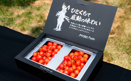 【定期便3回】果物定期便コース(さくらんぼ、シャインマスカット、ラフランス)  FY25-025