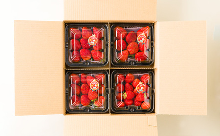 山形の朝摘みいちご よつぼし 約800g FY25-030