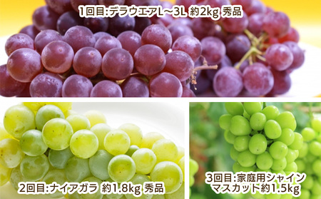【定期便3回】ぶどう好きのためのやまがたぶどう定期便 【令和8年産先行予約】FS25-693 くだもの 果物 フルーツ 山形 山形県 山形市 2026年産